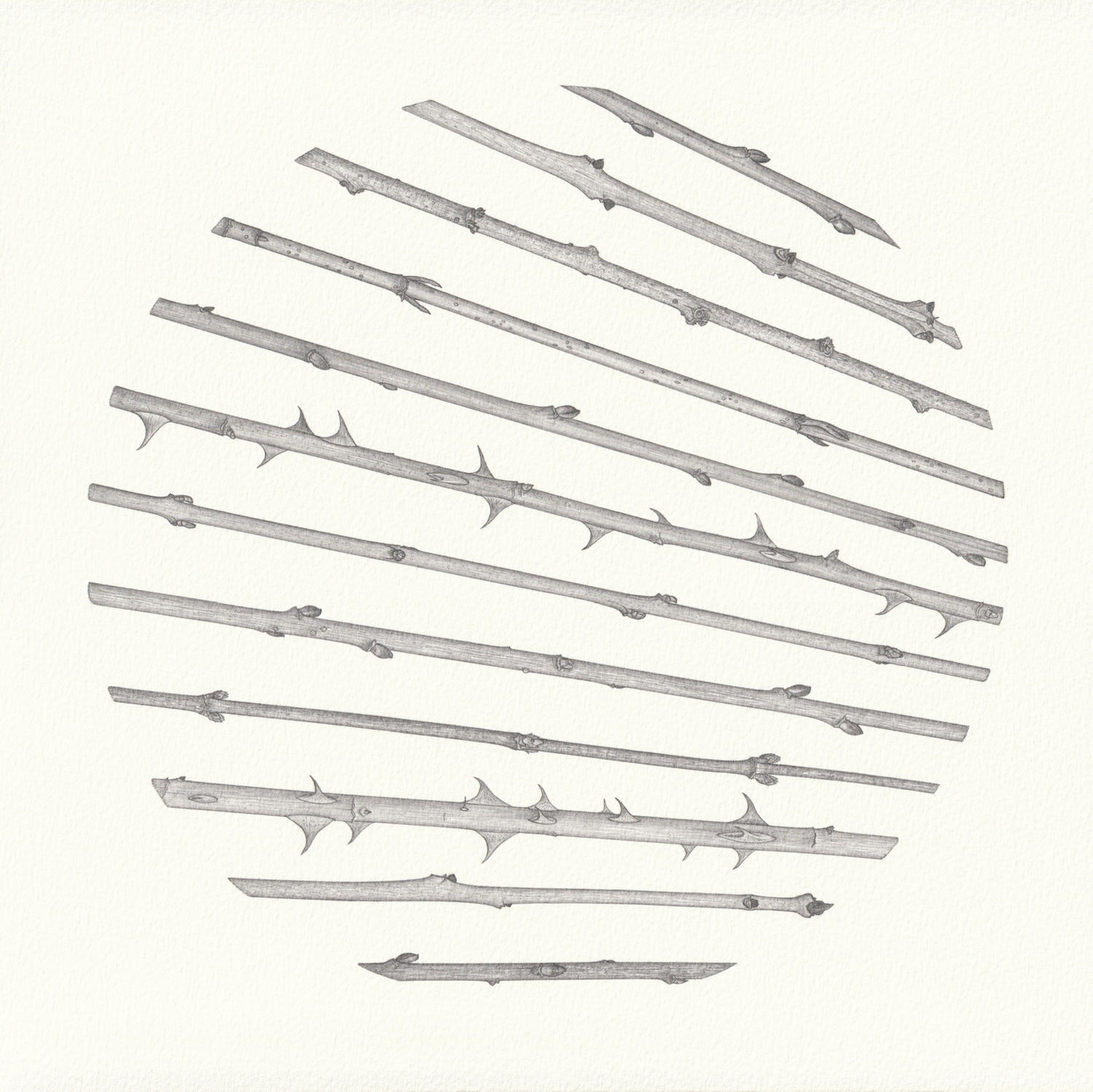 Radii (28 x 28 cm) pencil on paper